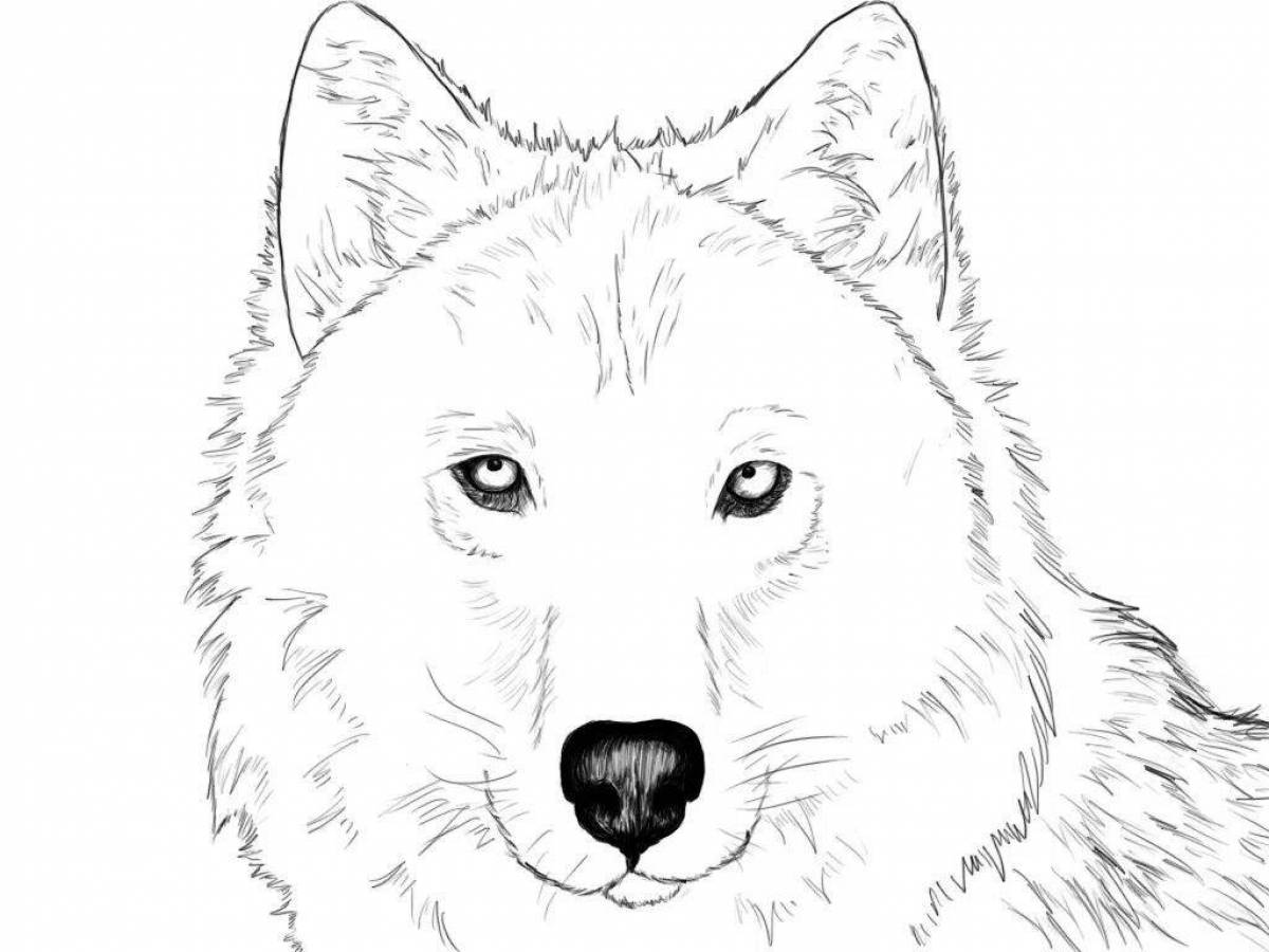 King wolf muzzle coloring