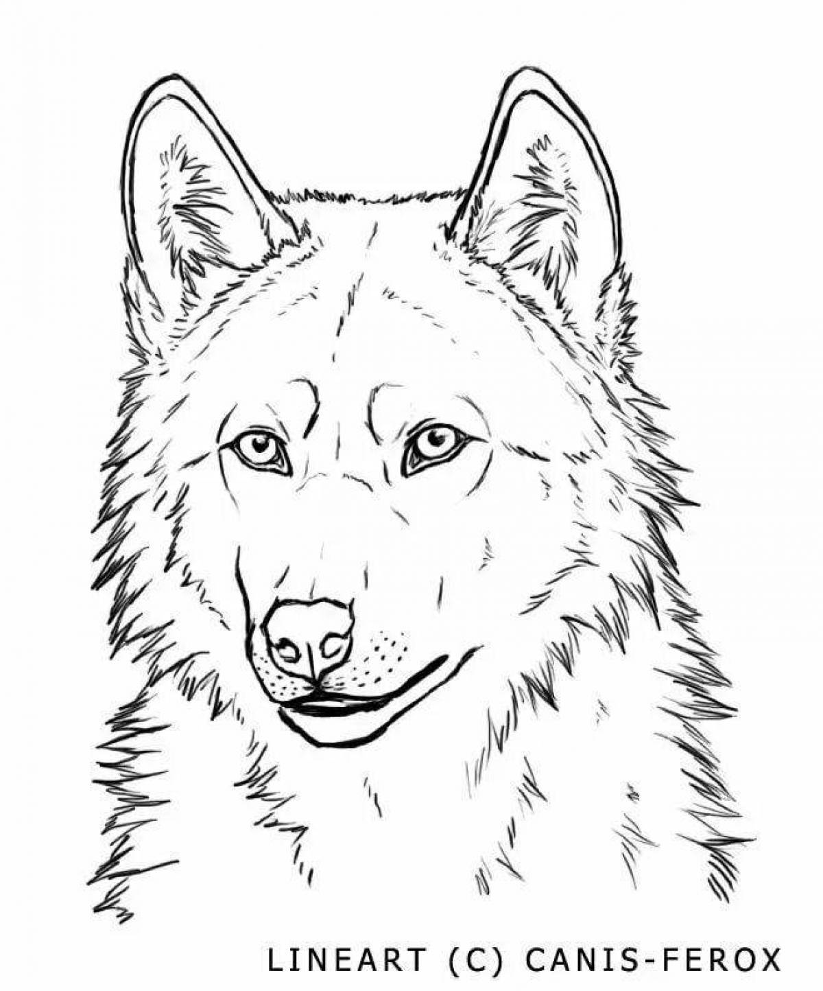 Impressive wolf muzzle coloring page