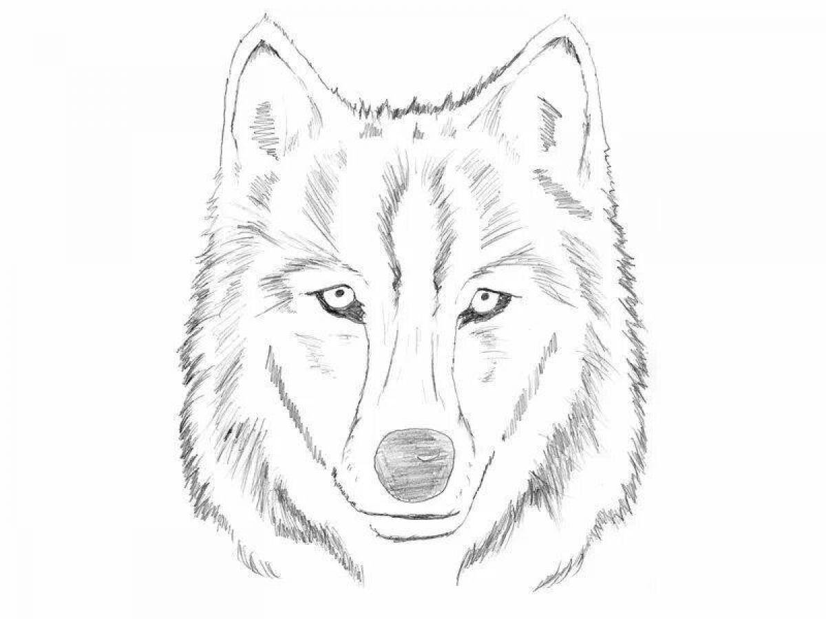 Powerful wolf muzzle coloring