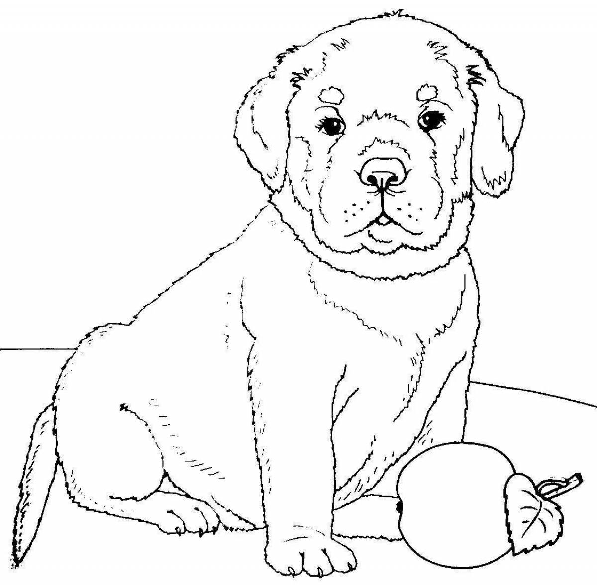 Charming labrador coloring book