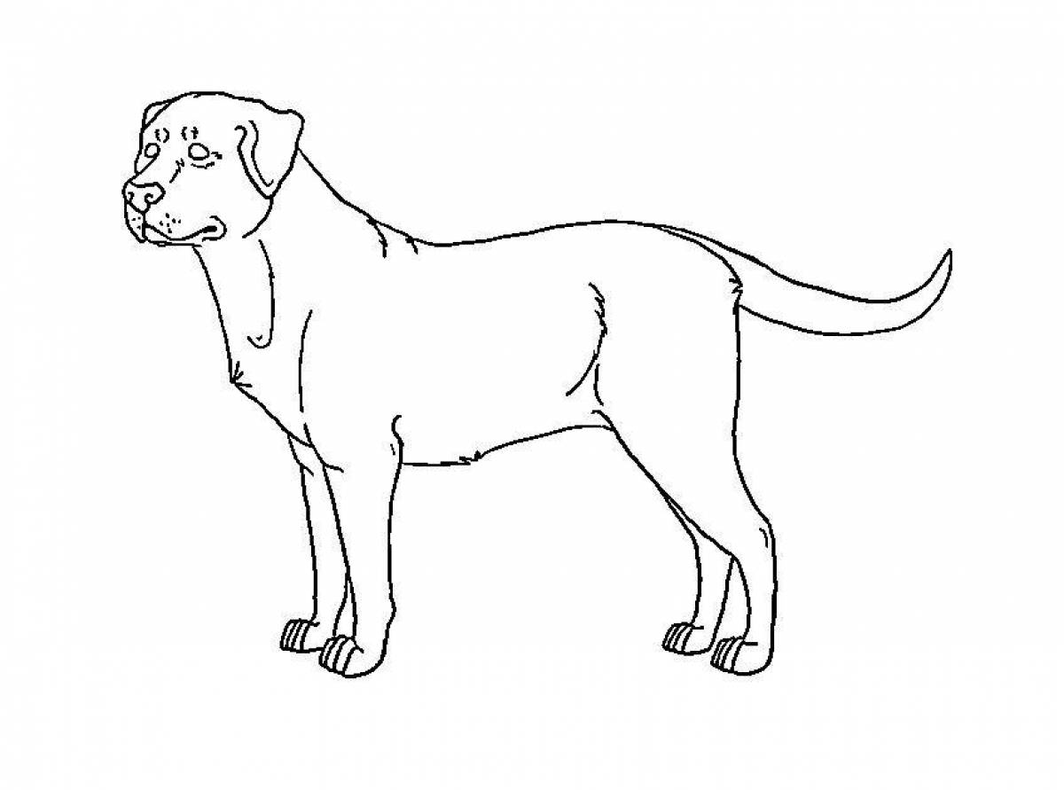 Colouring energetic labrador