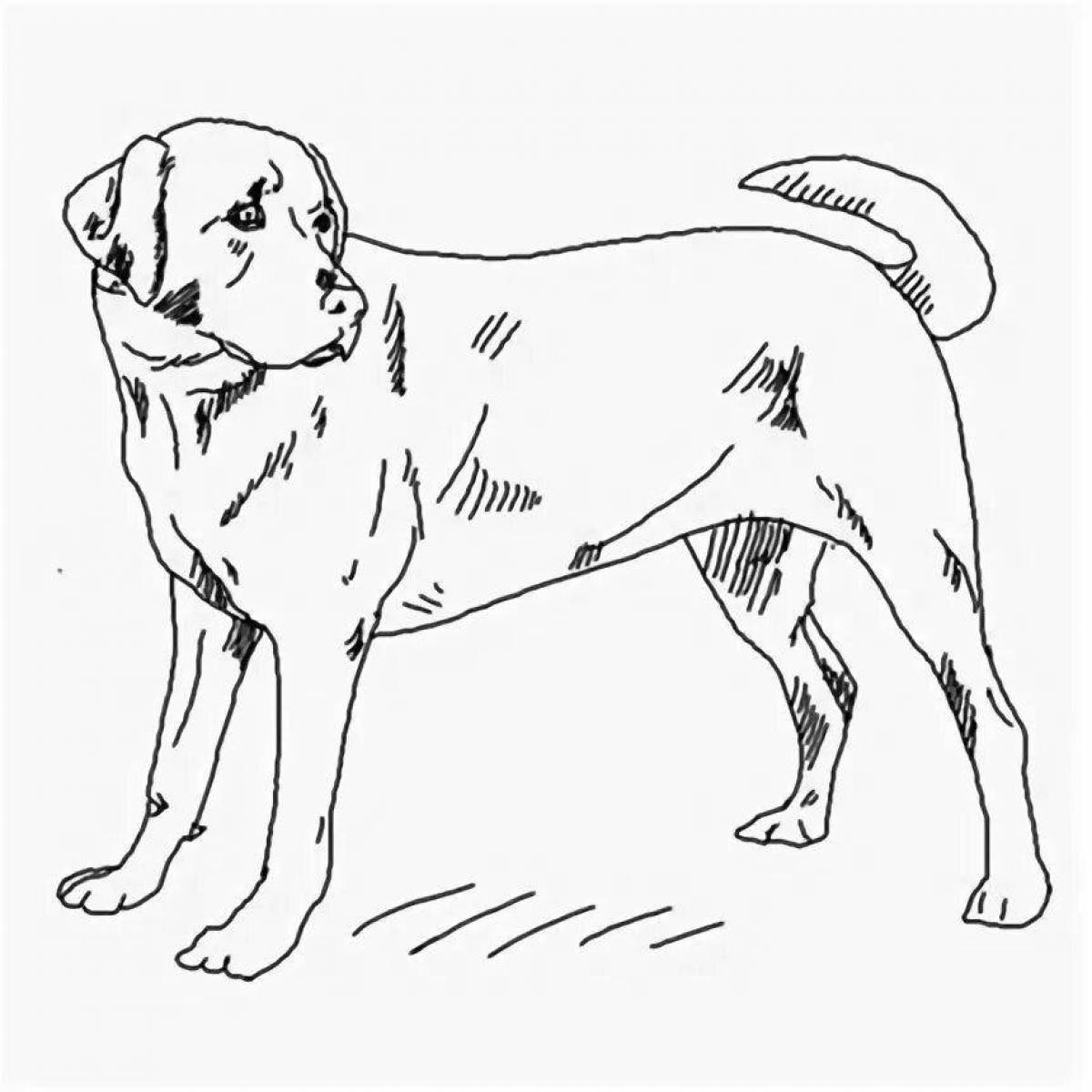 Coloring page graceful labrador