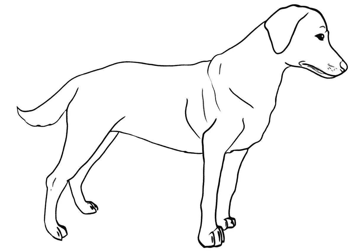 Coloring book playful labrador