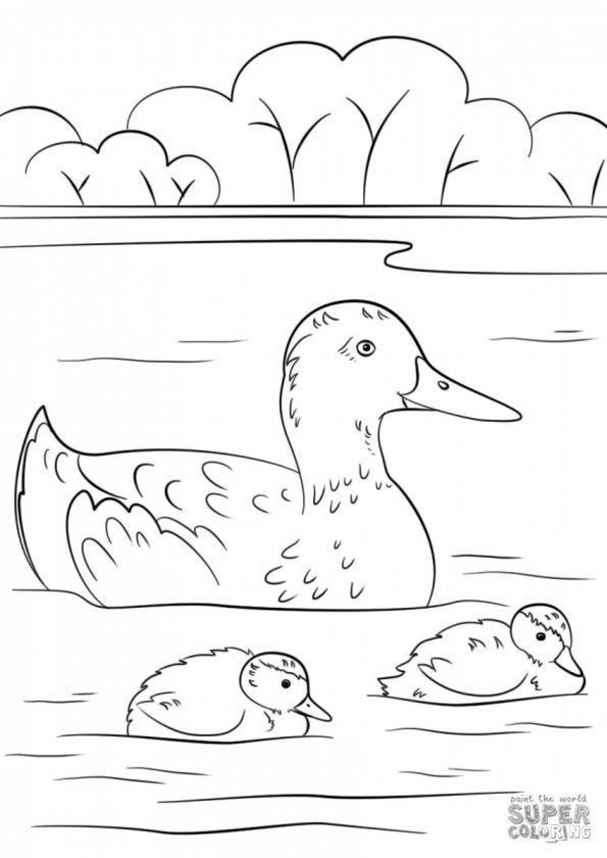 Fancy duck with ducklings