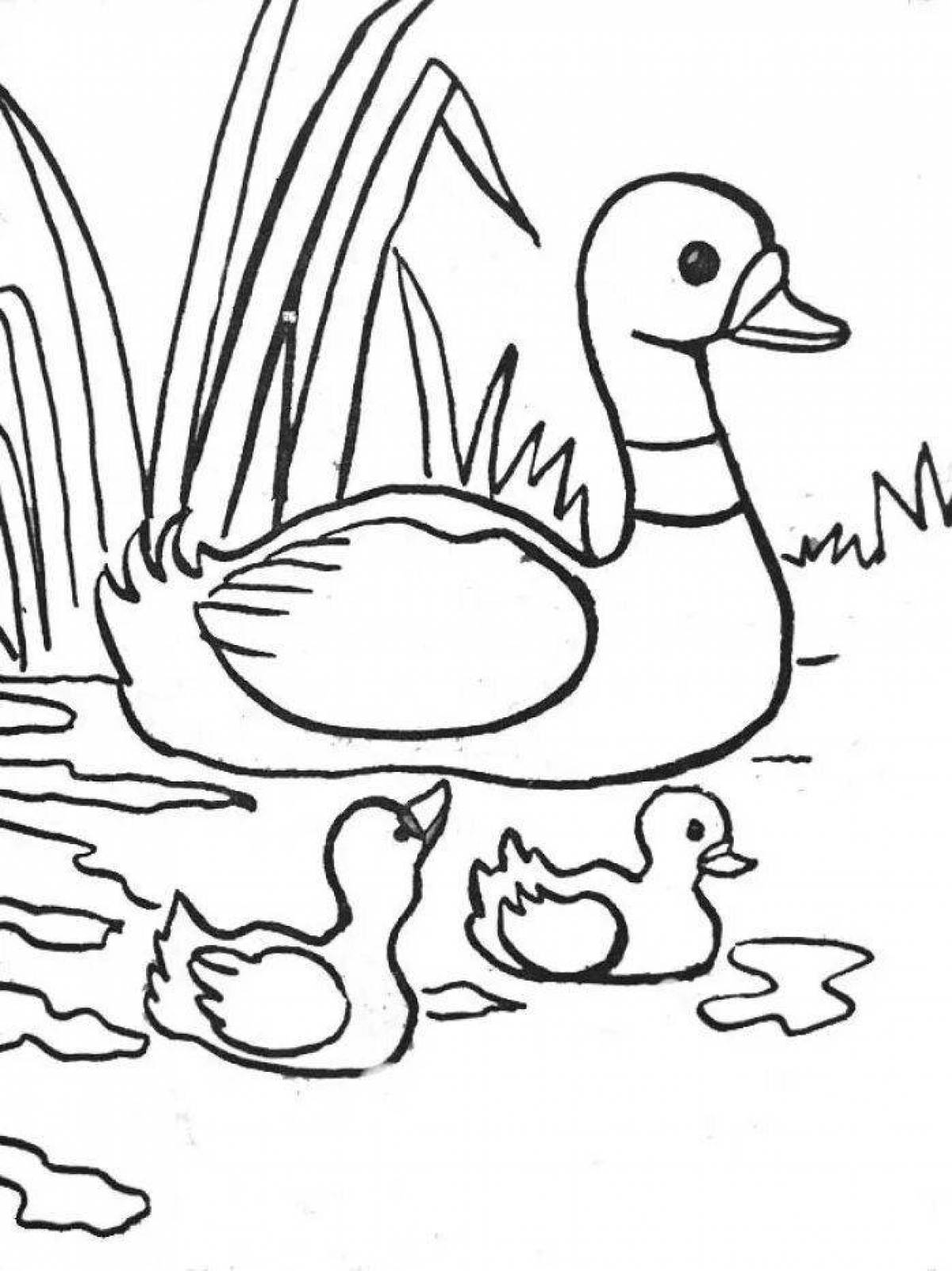 Delightful duck with ducklings