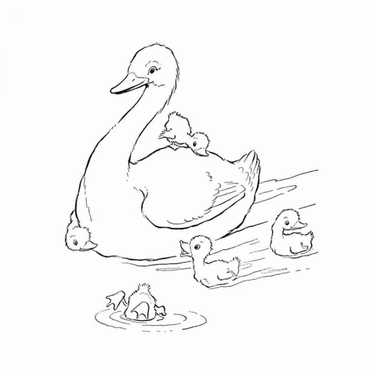 Sunny duckling with ducklings