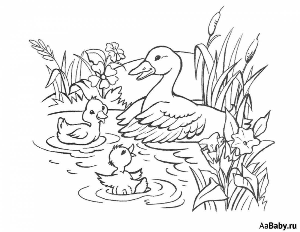 Duck with ducklings #3