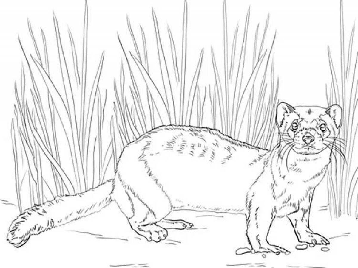 Colorful ferret coloring page for kids