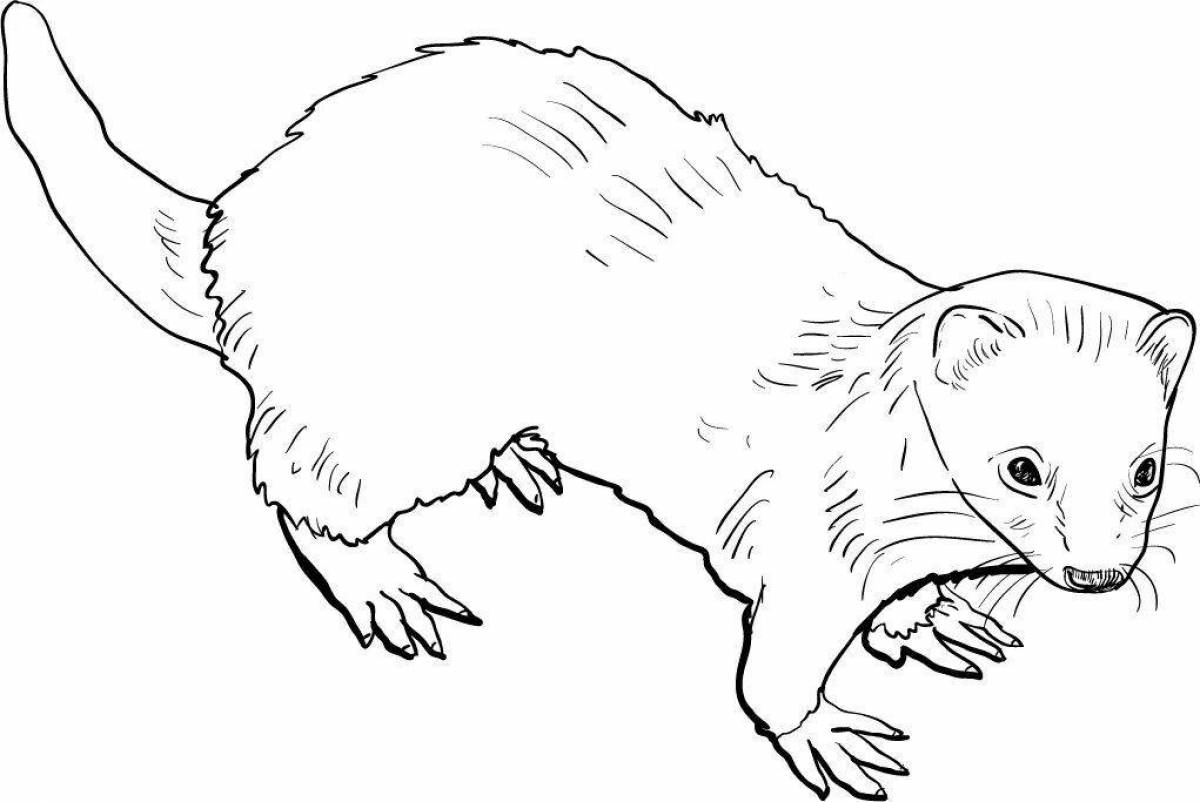 Fairy ferret coloring pages for kids