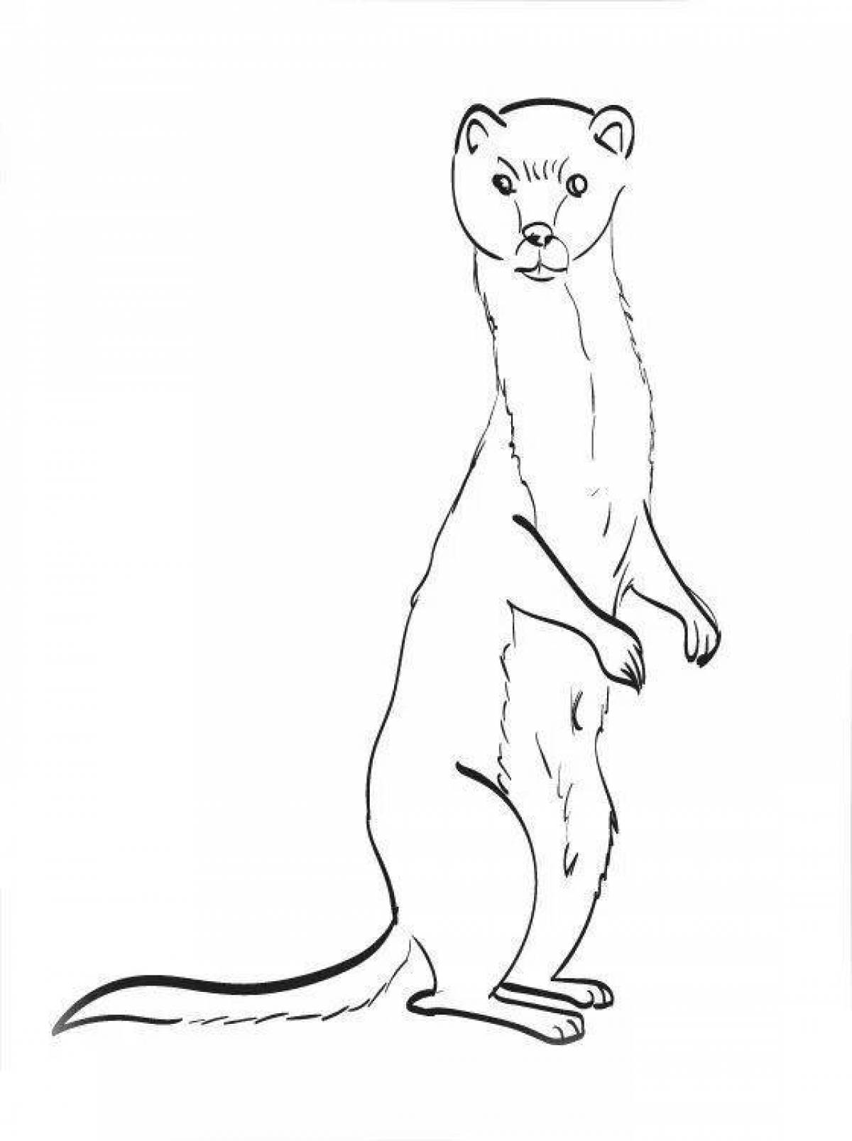 Coloring book ferret for kids