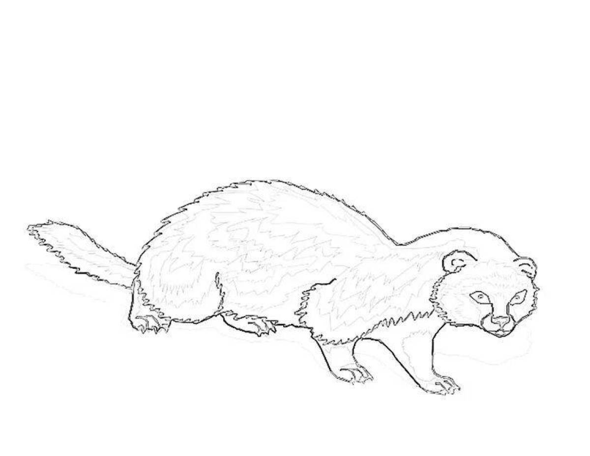 Ferret coloring book for kids