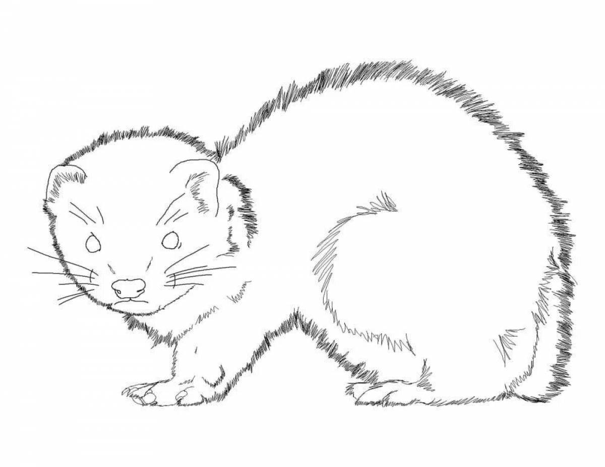 Colorful ferret coloring pages for kids
