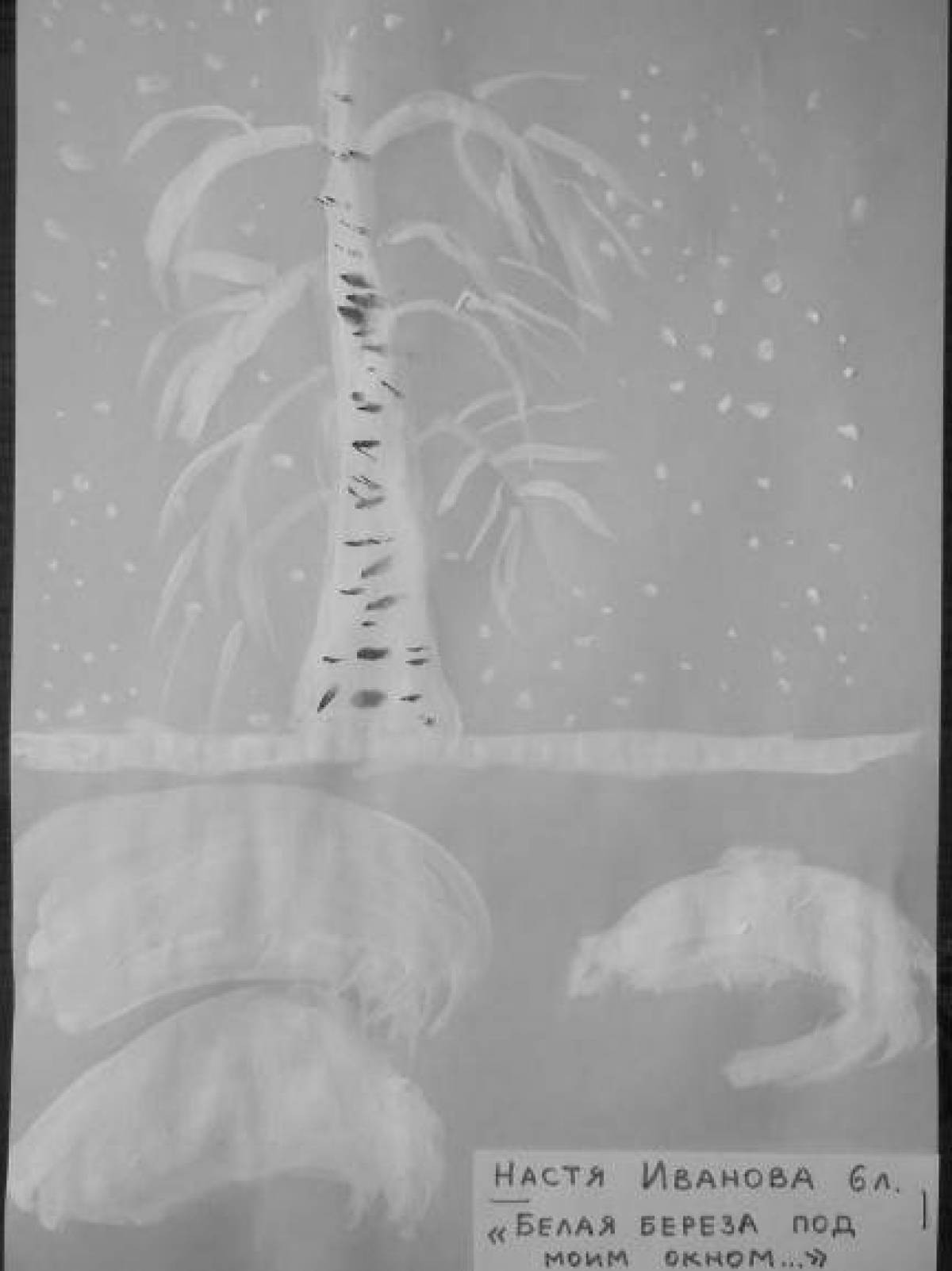 A charming white birch under my window