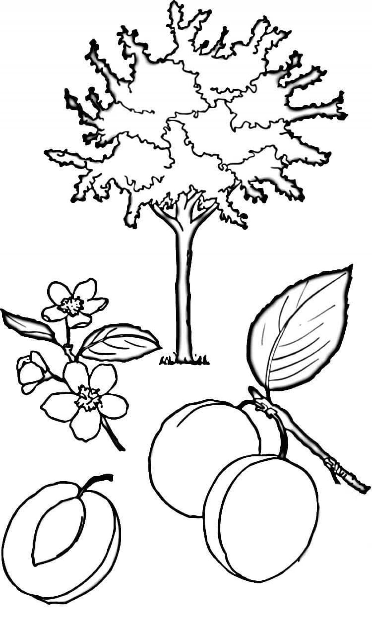 Плодовые деревья раскраска для детей