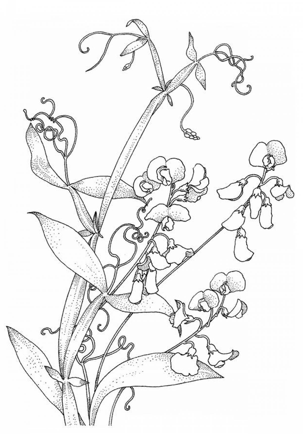 Flowering pea