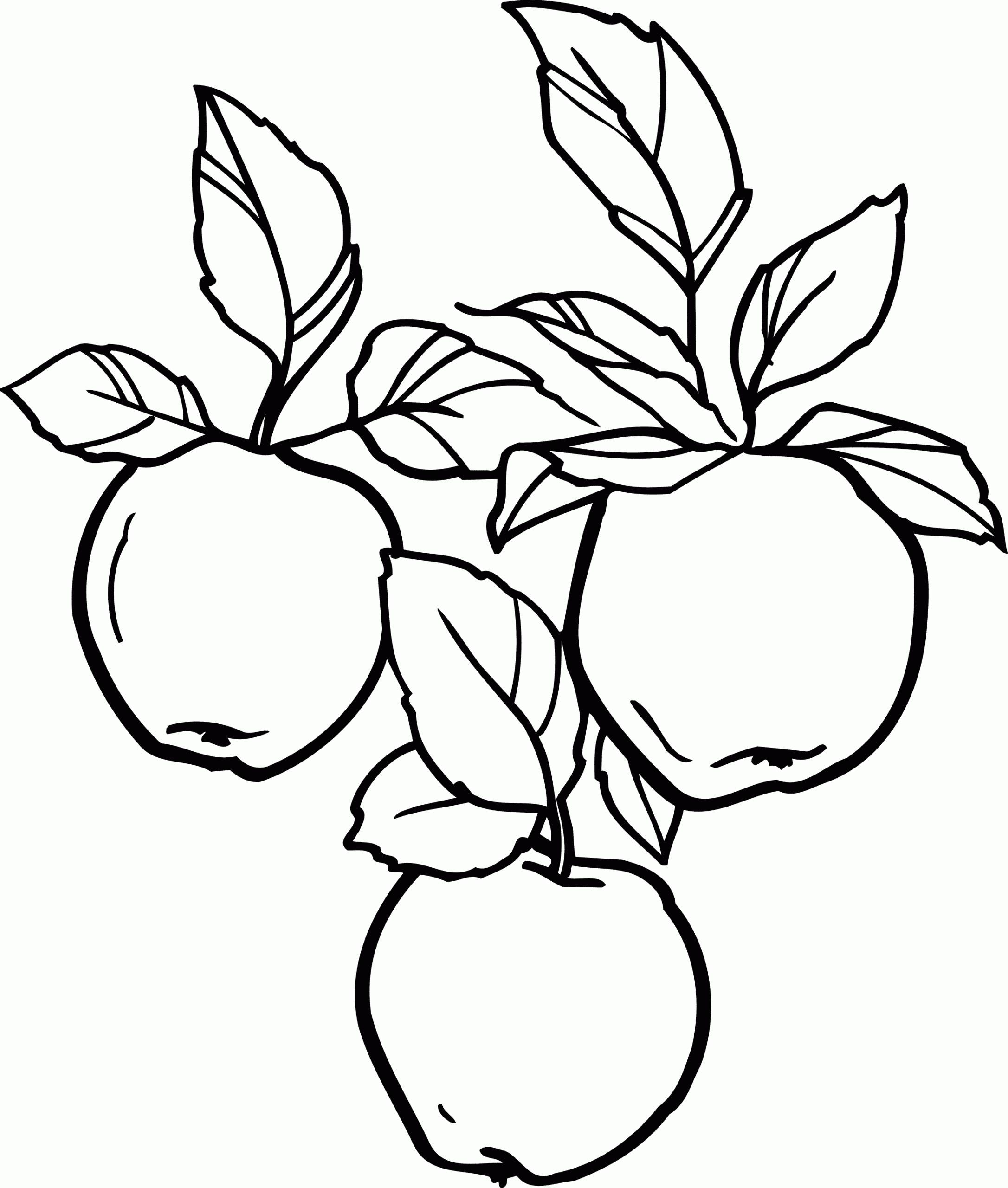 Three apples on a branch