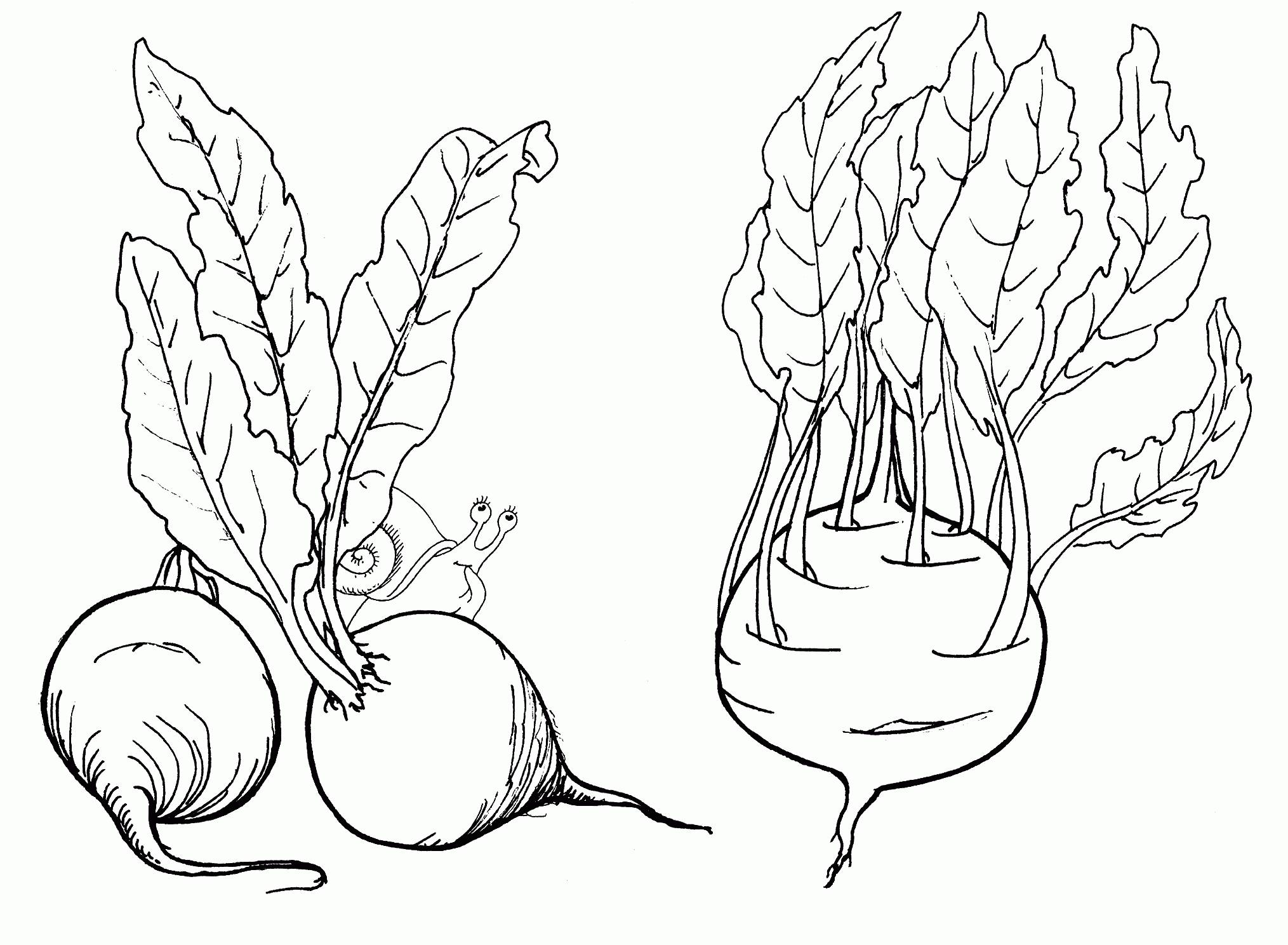 Beet and snail