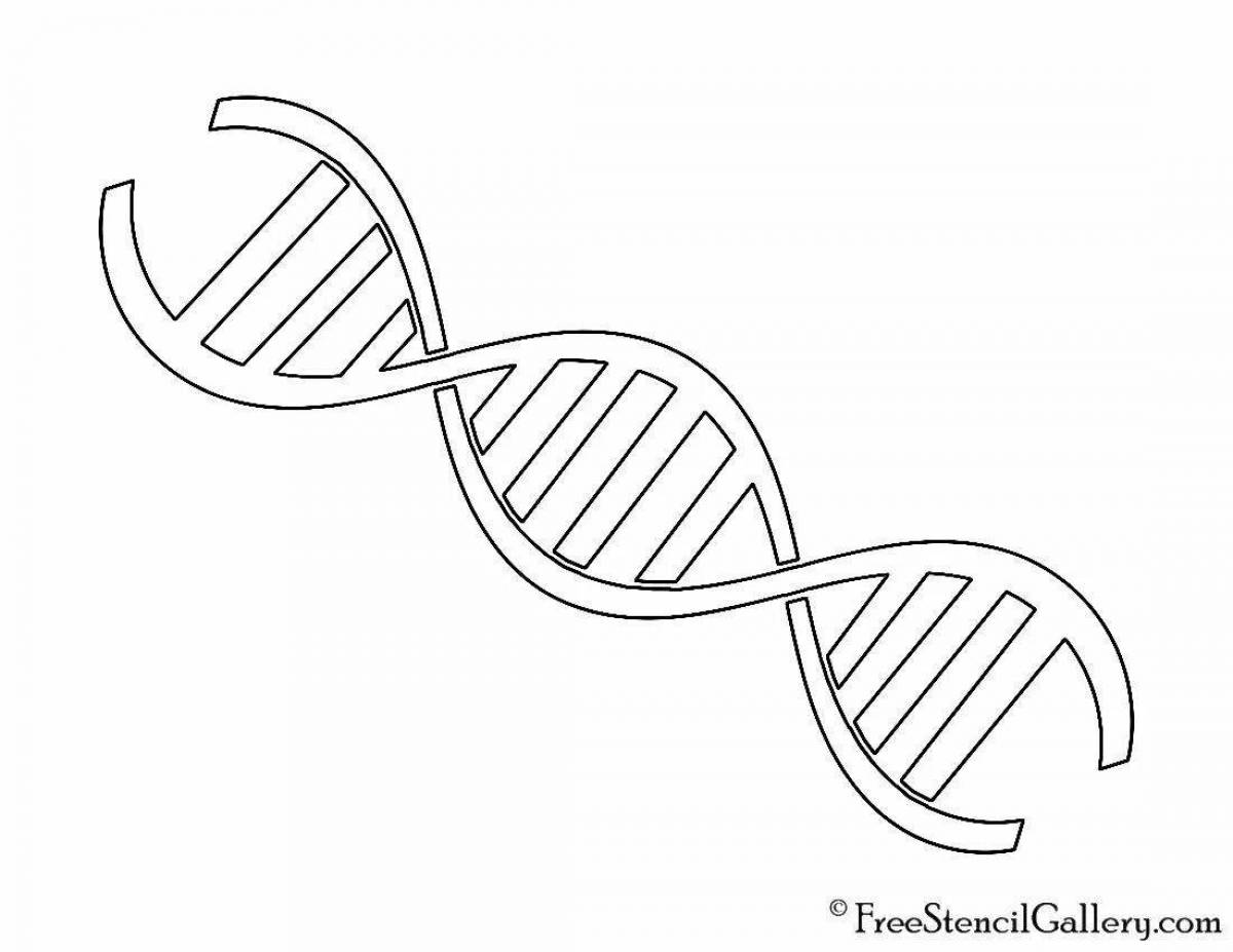 Днк 28. ДНК раскраска. ДНК карандашом. Раскраска ДНК человека. ДНК трафарет.