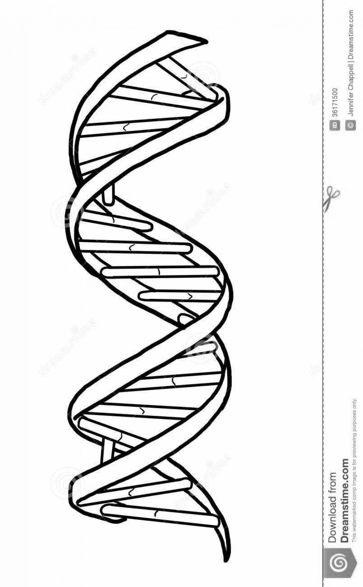 Молекула ДНК раскраска