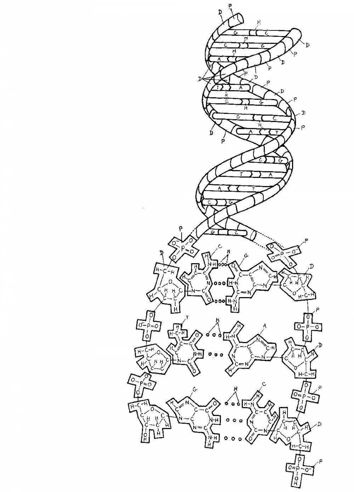 Структура ДНК разукрасить