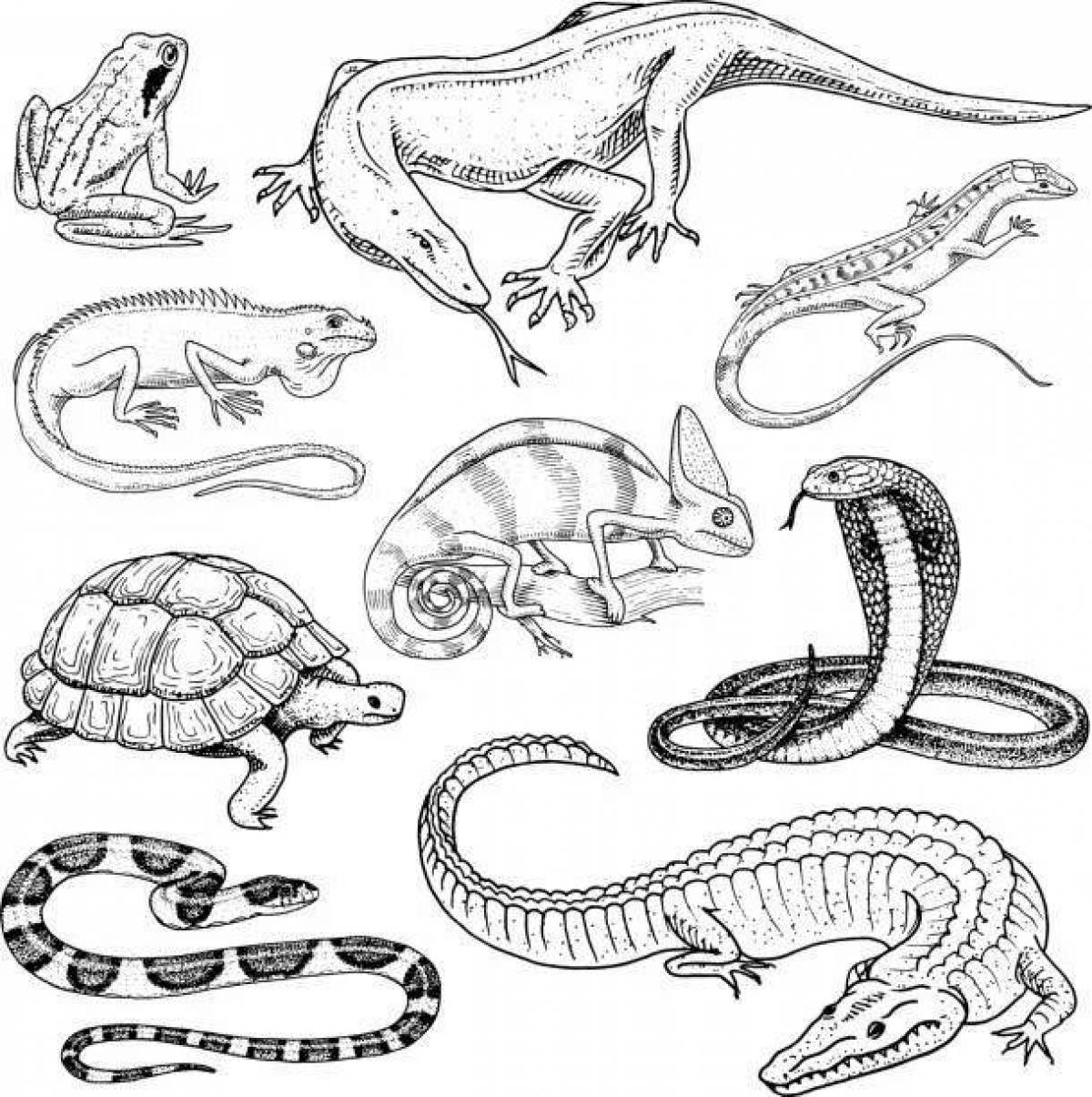 Рептилии и земноводные для раскрашивания