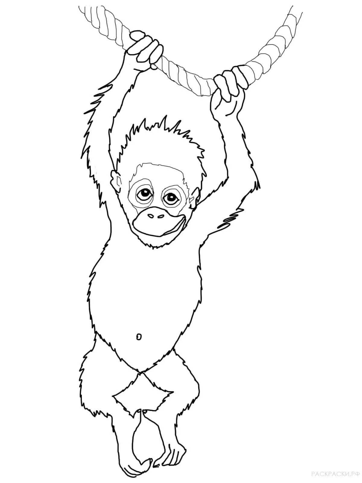 Орангутан раскраска для детей