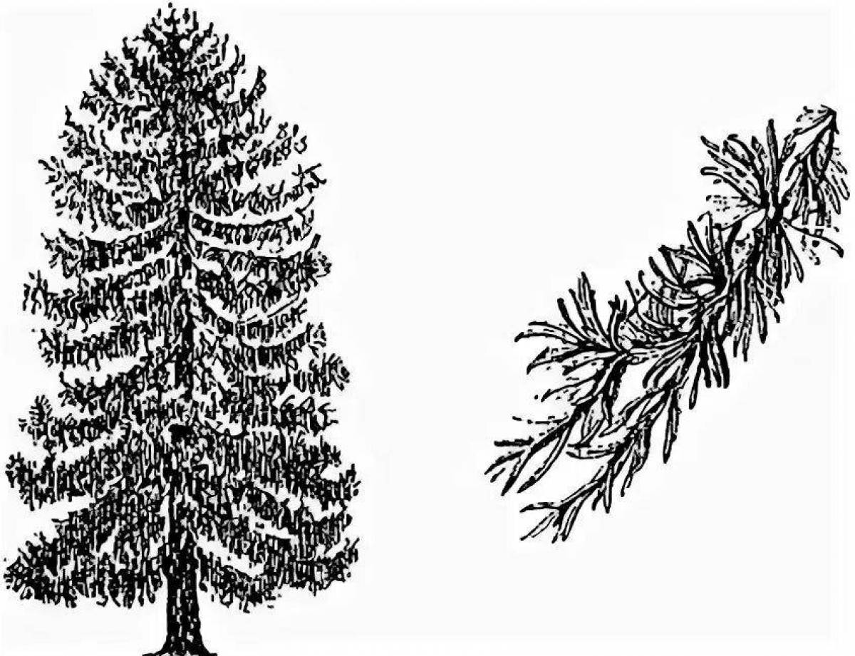 Radiant larch coloring page