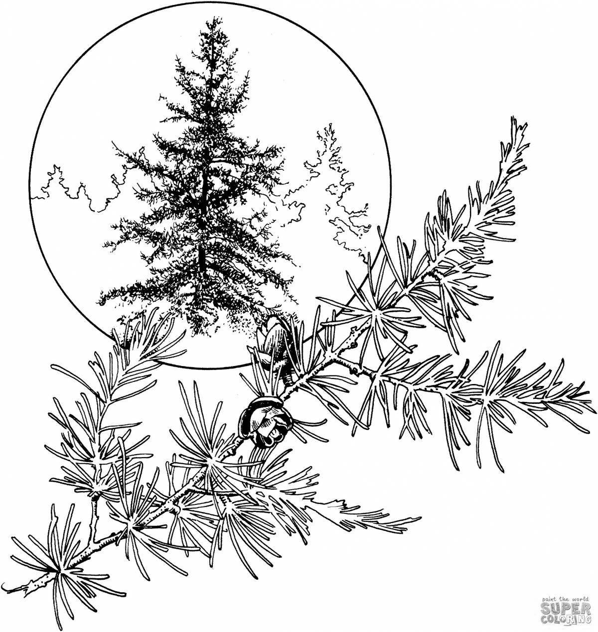 Calm larch coloring page