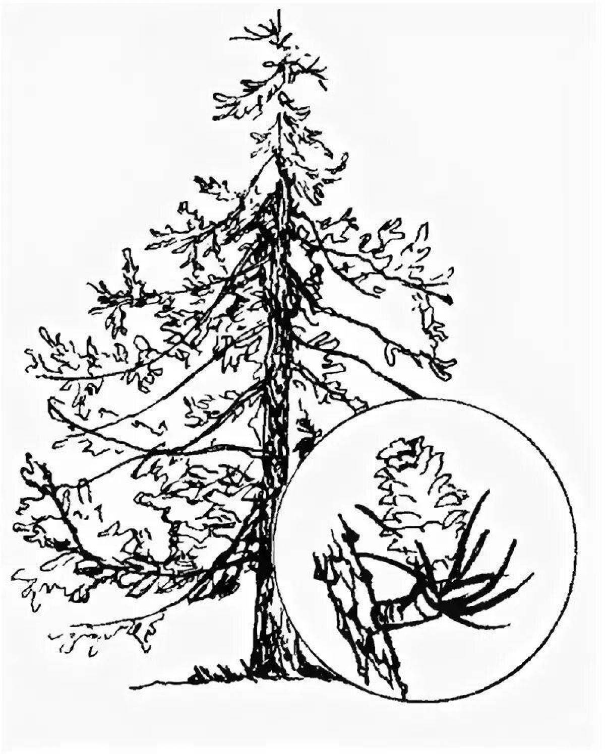 Royal larch coloring page