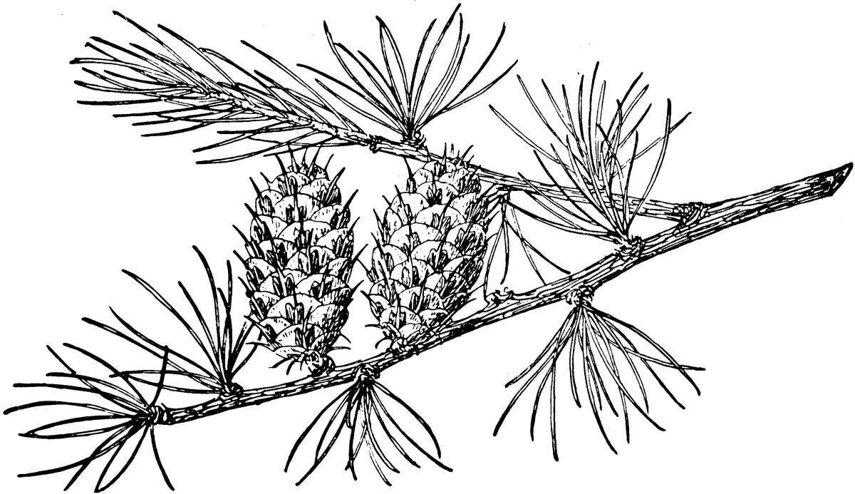 Large larch coloring page
