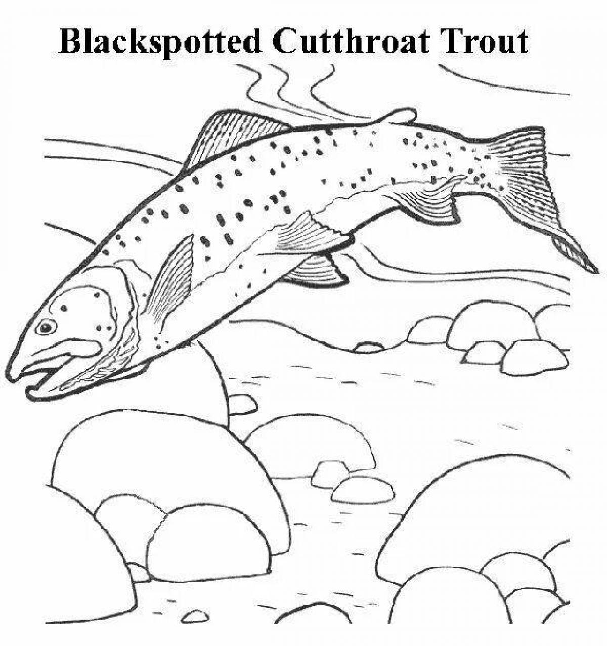 Live trout coloring book