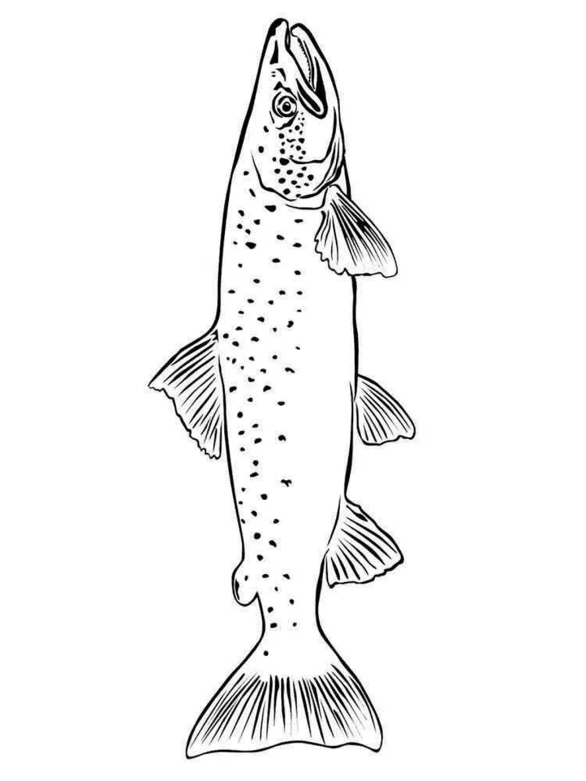 Fancy trout coloring book