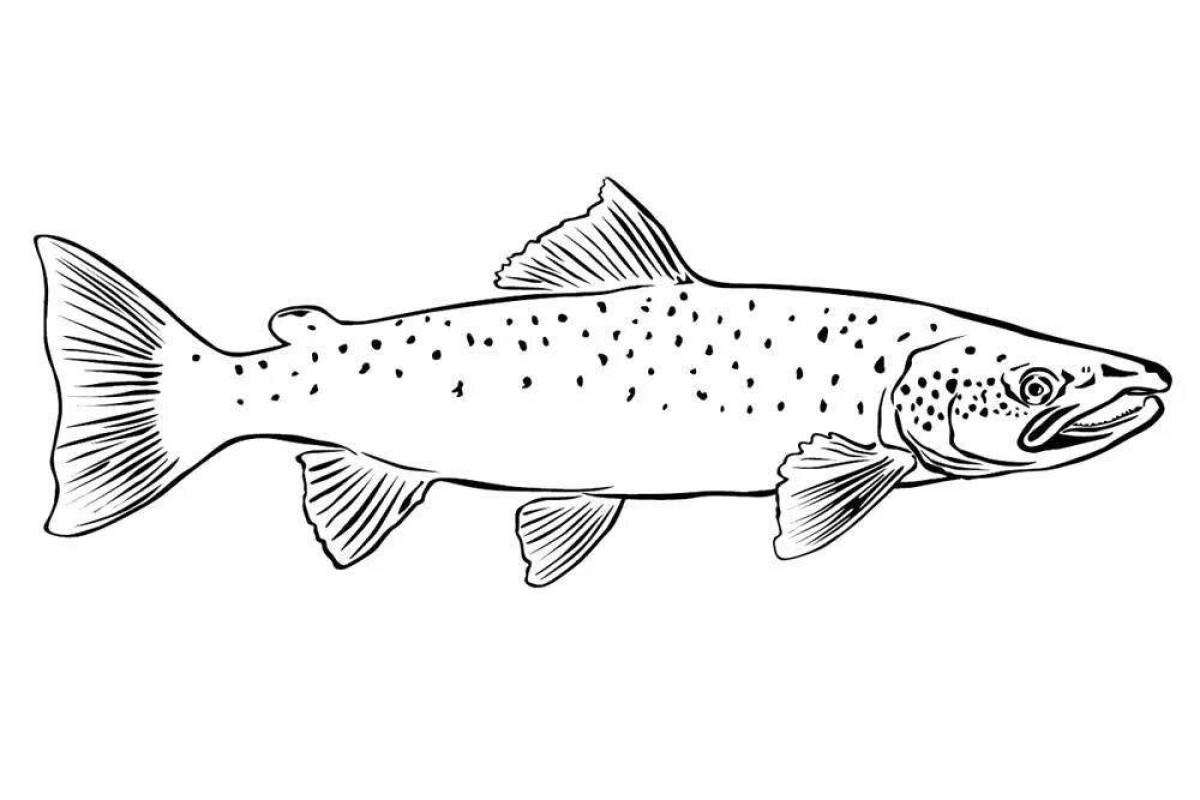 Holiday trout coloring page