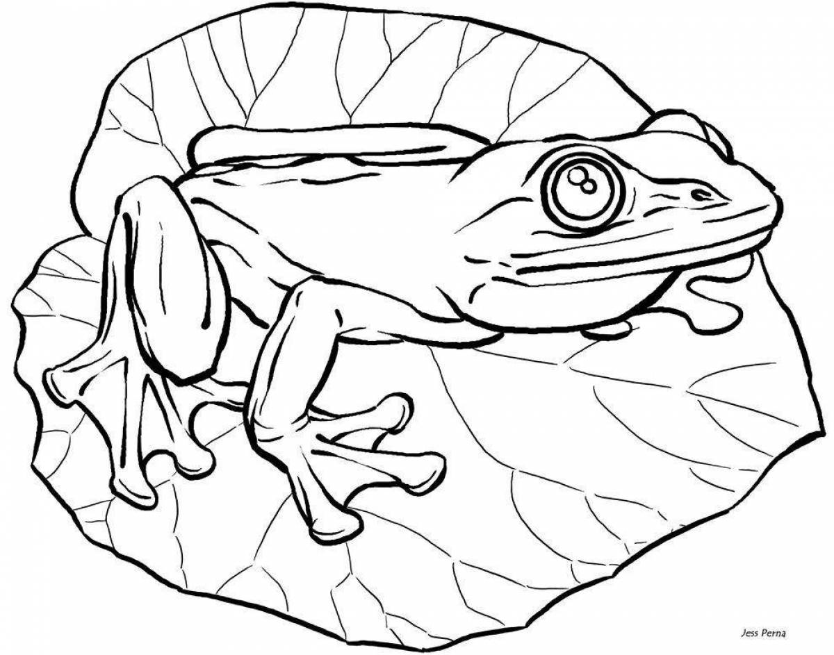 Fun coloring pages amphibians