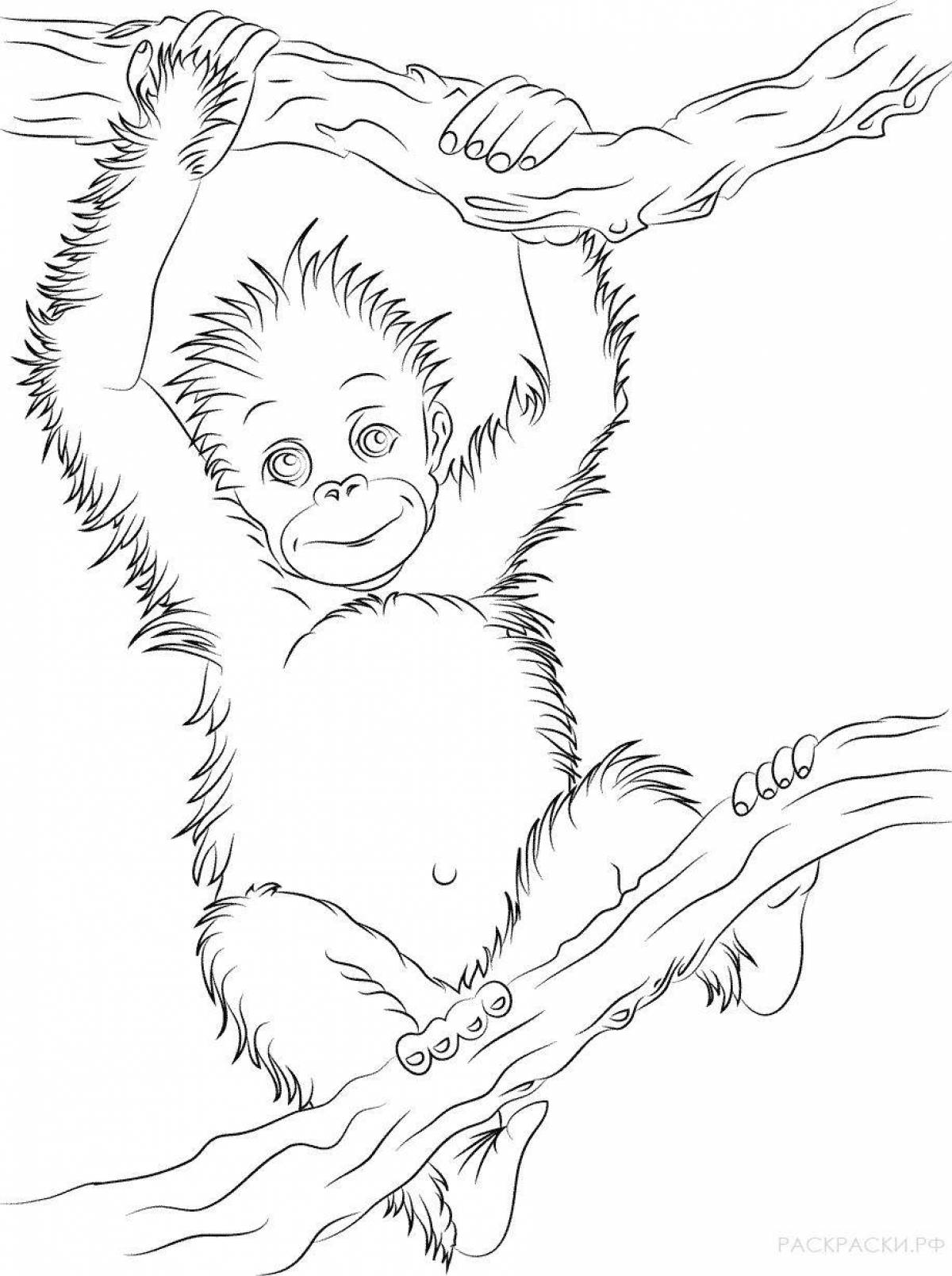 Adorable orangutan coloring book