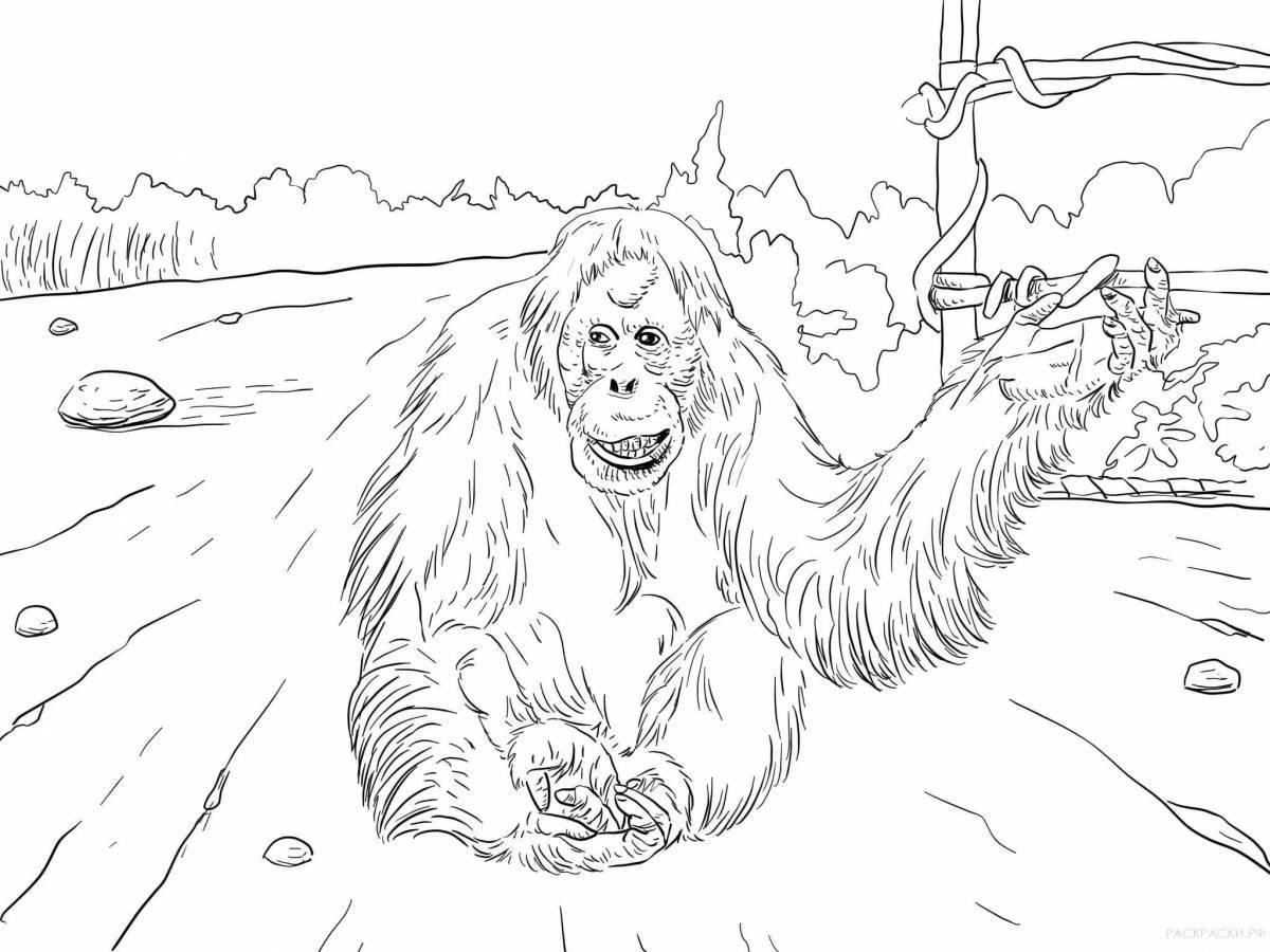 Coloring big orangutan