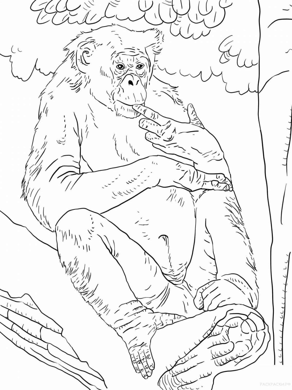 Coloring of the royal orangutan