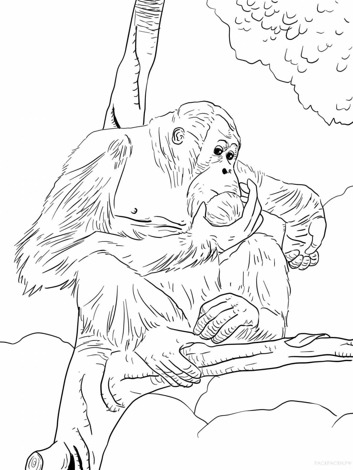 Coloring page gorgeous orangutan