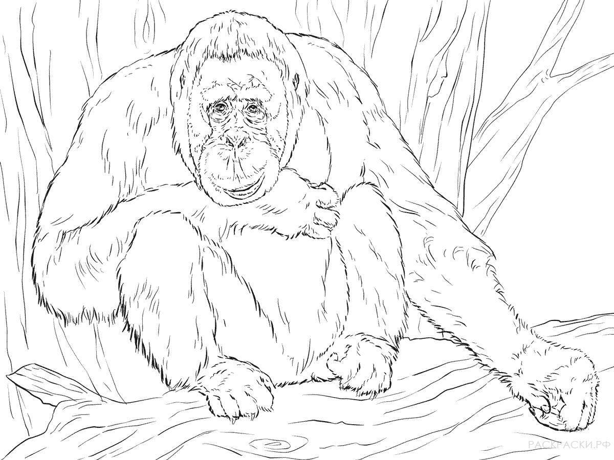 Coloring elegant orangutan