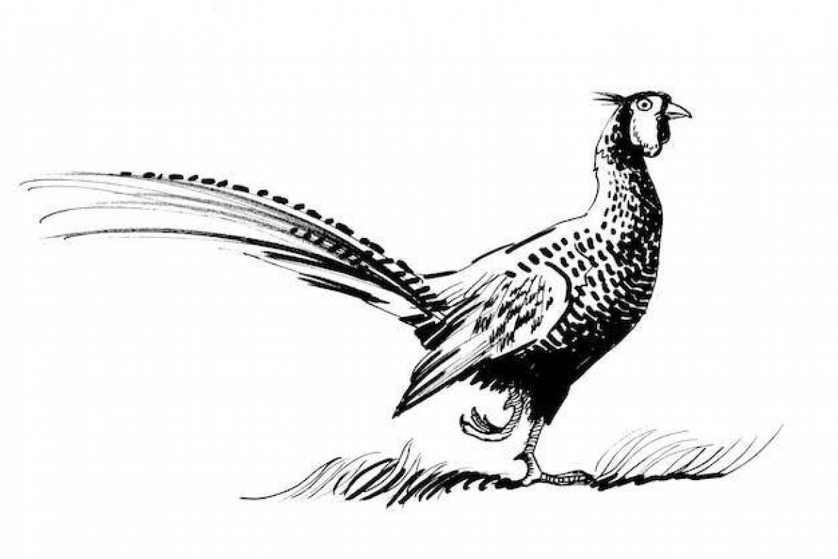 Раскраска «великолепный фазан»