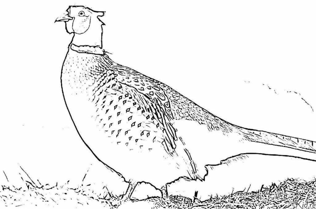 Glittering pheasant coloring page