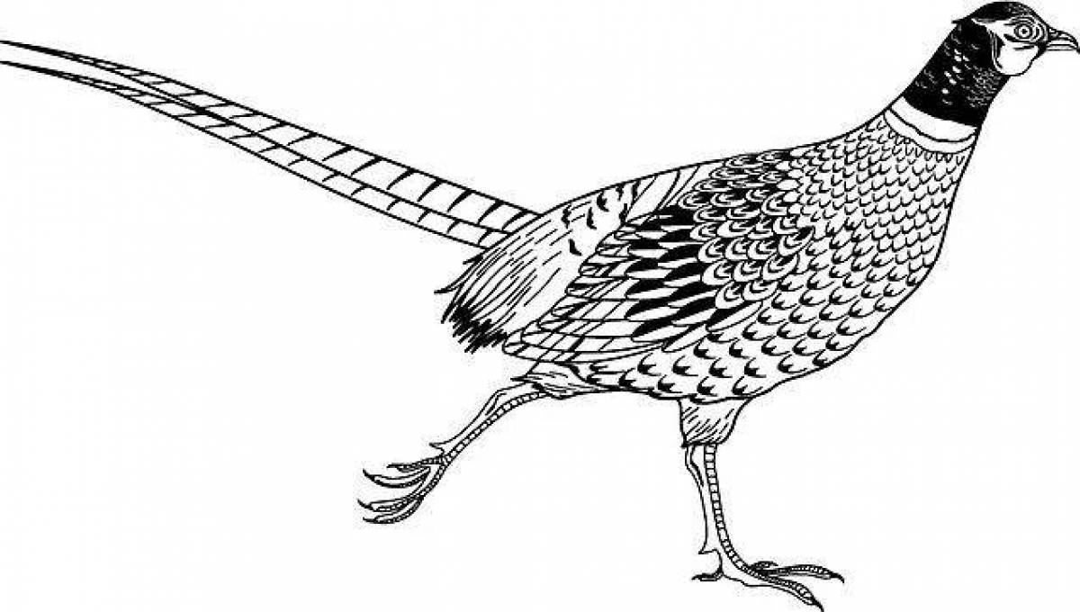 Glorious pheasant coloring page