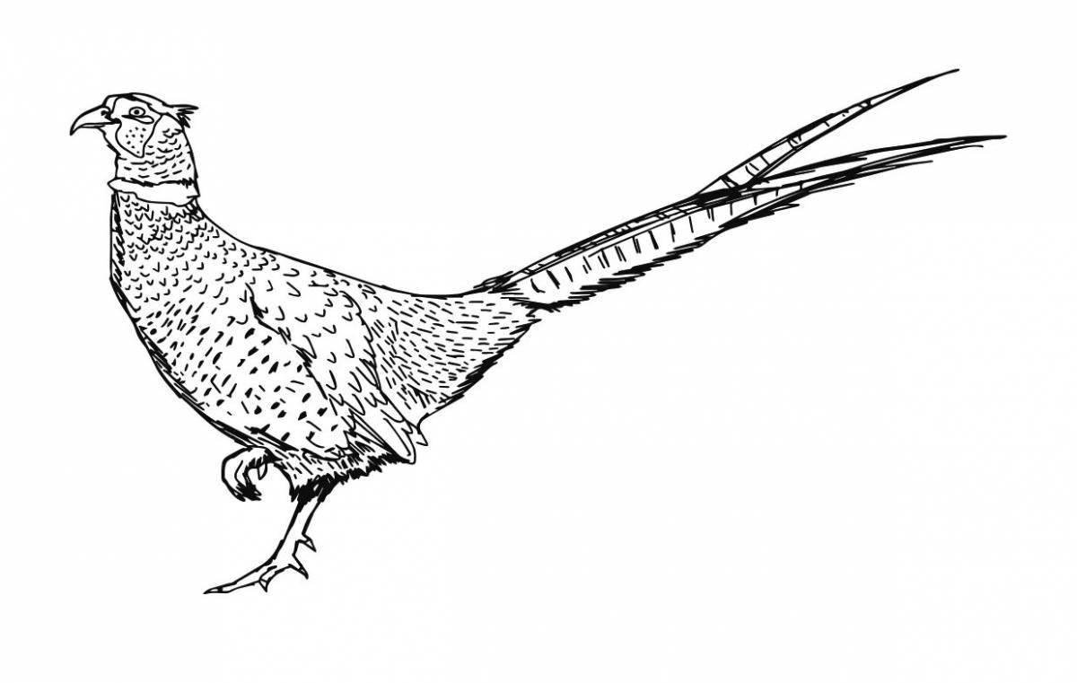 Coloring page dazzling pheasant