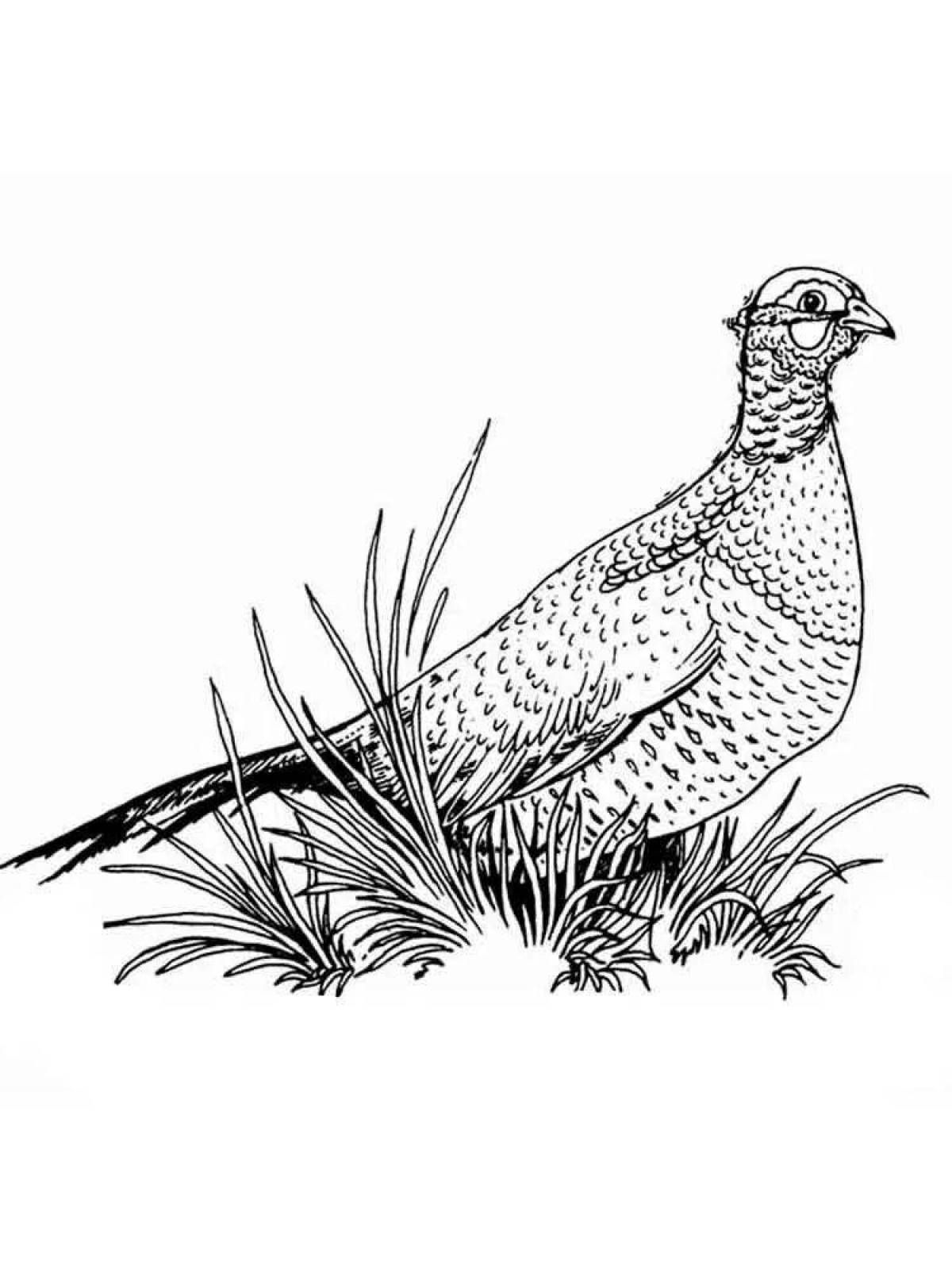 Charming pheasant coloring page