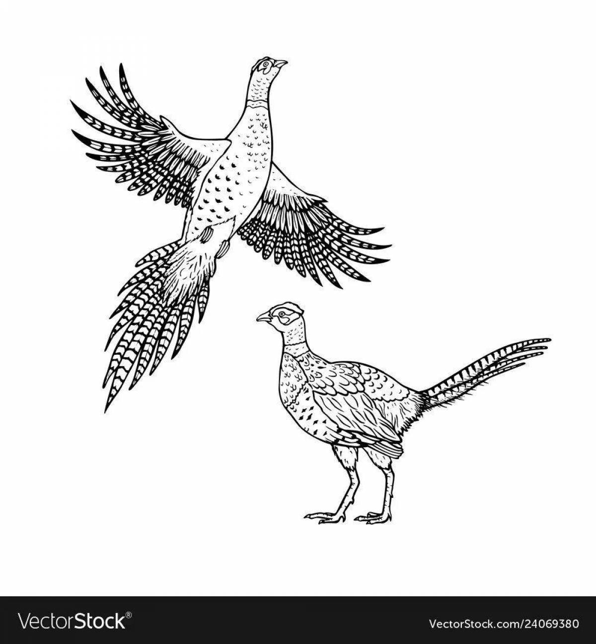 Coloring page happy pheasant