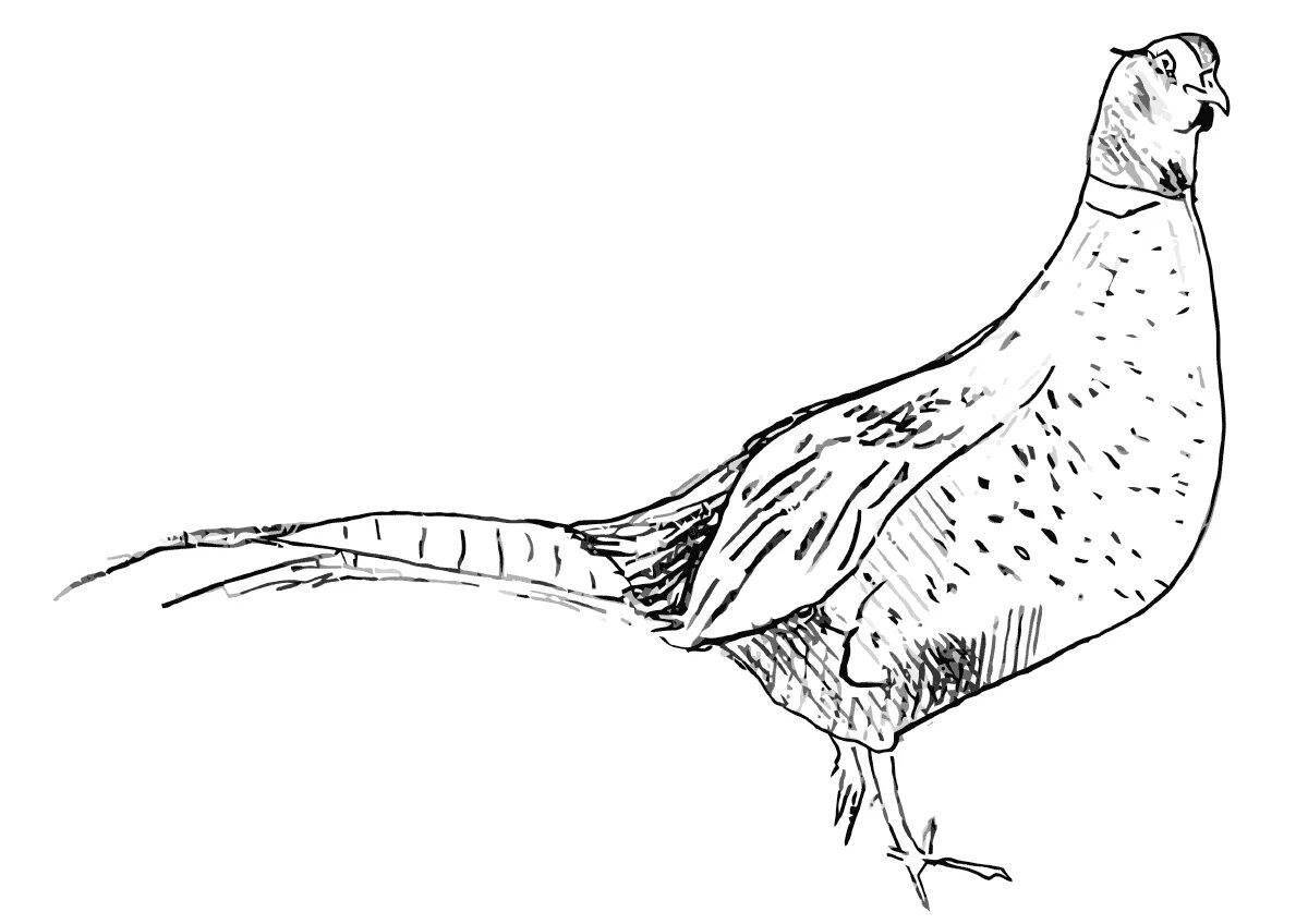 Coloring page playful pheasant