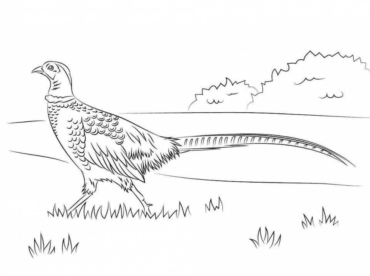 Animated pheasant coloring page