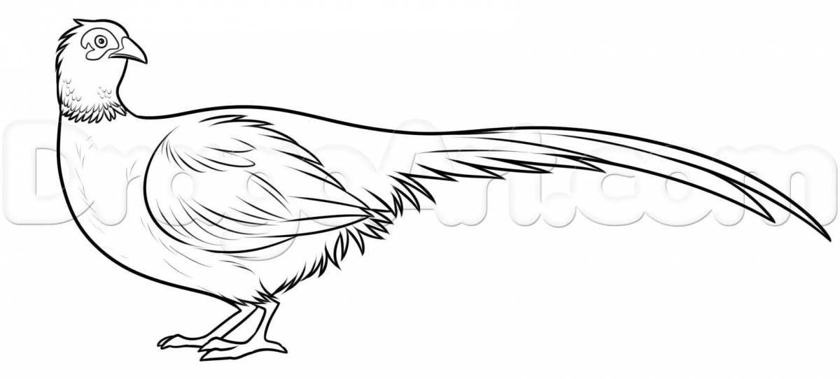 Fancy pheasant coloring page