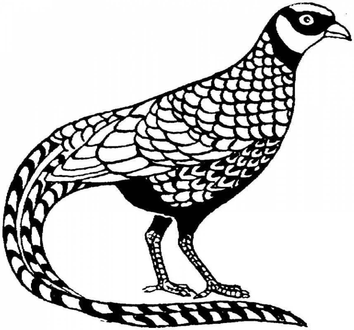 Привлекательный фазан раскраска