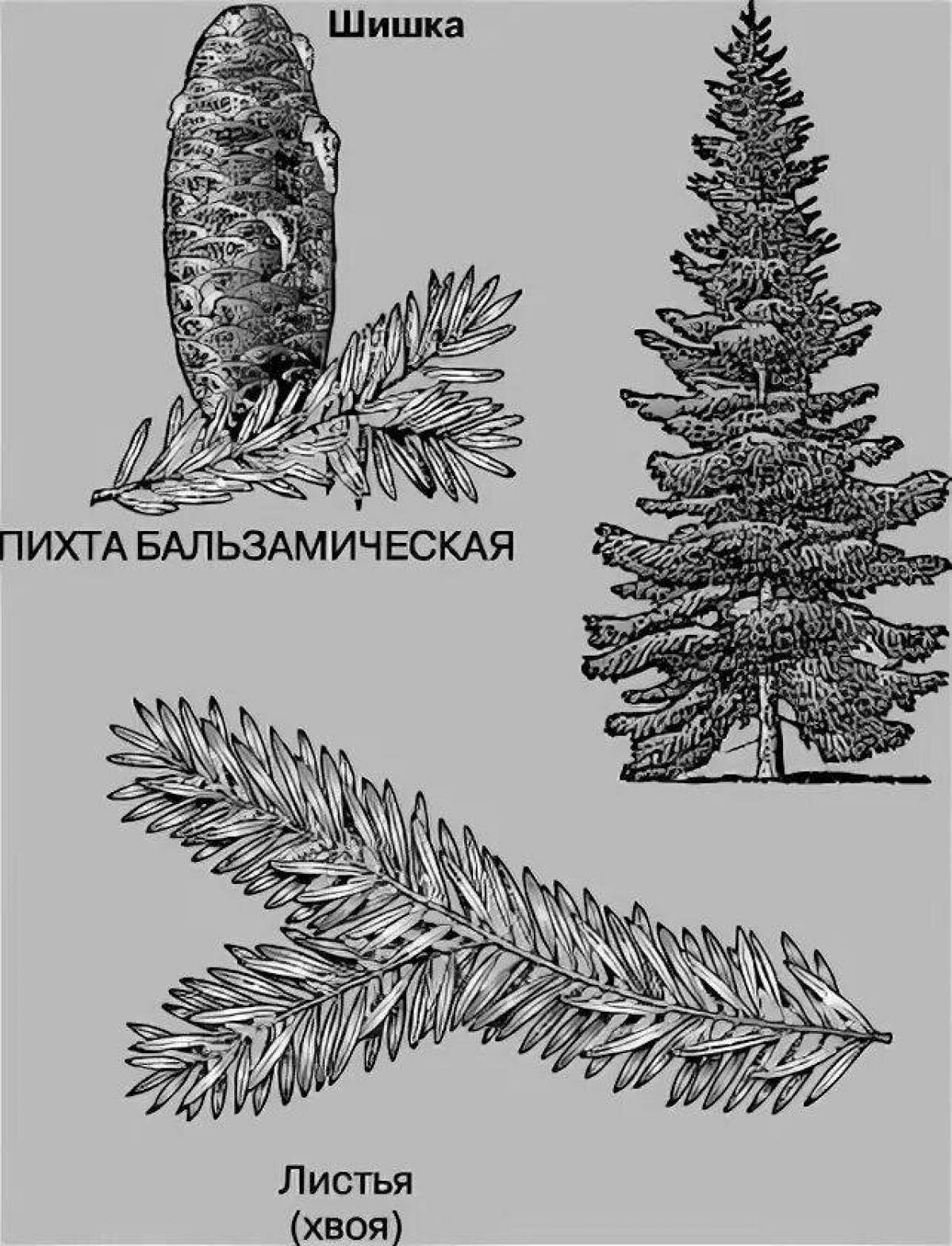 Очаровательная раскраска пихта